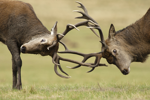 Tom Mason - Stags fighting for the right to breed