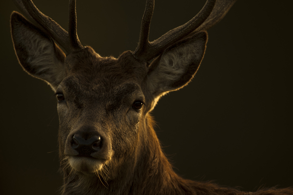 Tom Mason - Young male stag at sunrise