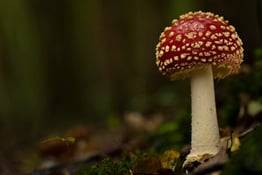 As autumn arrives, so too do a plethora of new photographic opportunities, inspiring Tom Mason to switch his focus from fauna to fungi. Here, he shares his tips.