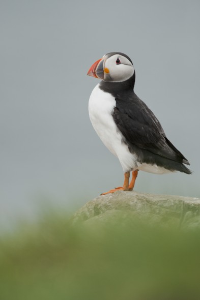 How to Photograph Seabirds