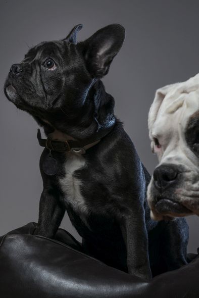 How to Create Beautiful Dog Portraits