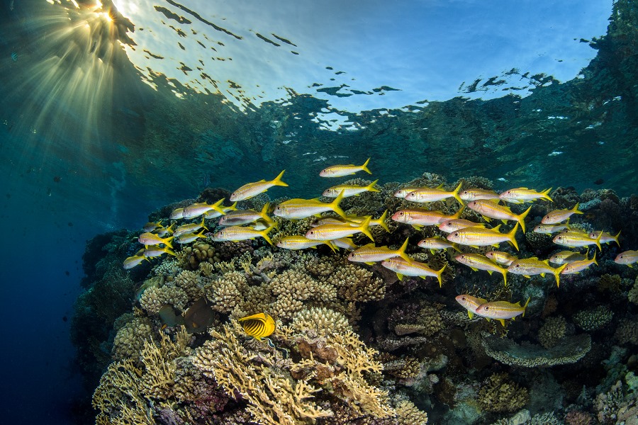 Shooting Underwater with the Nikon 8-15mm FX Fisheye