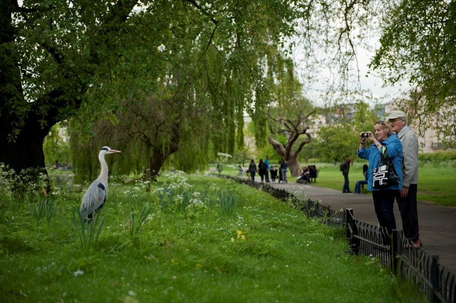 Photographing Wildlife in London Parks