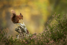 Photographing red squirrels in autumn | Top tips for unforgettable shots