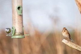 Wildlife Gardening and Photography for February | How to create a wildlife garden