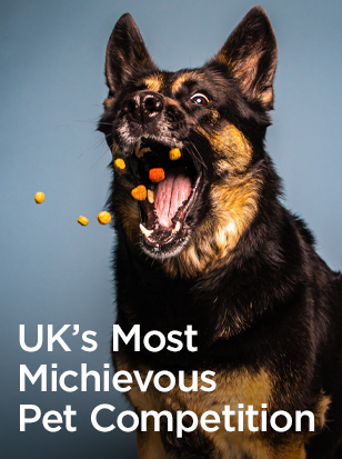 The UK’s Most Mischievous Pet