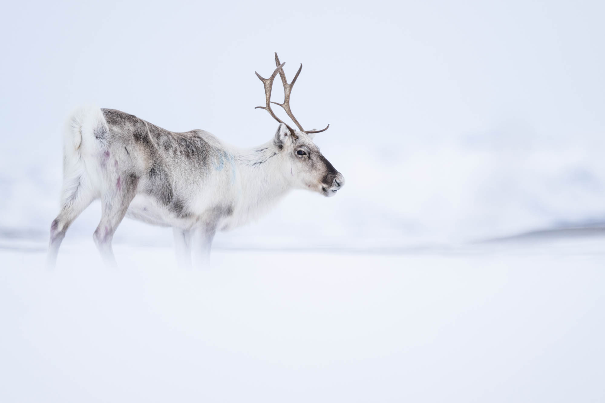 A deer surrounded by snow