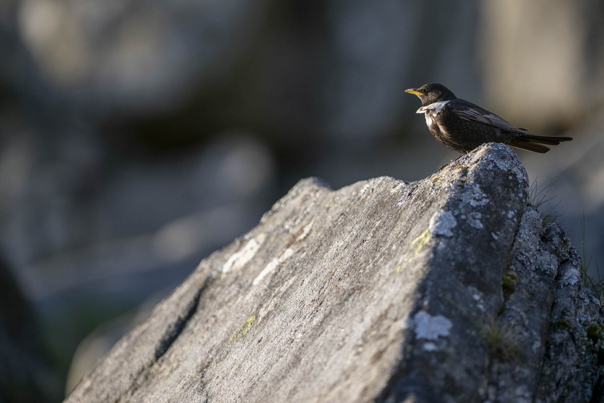 dark coloured bird perching on a sun lit stone