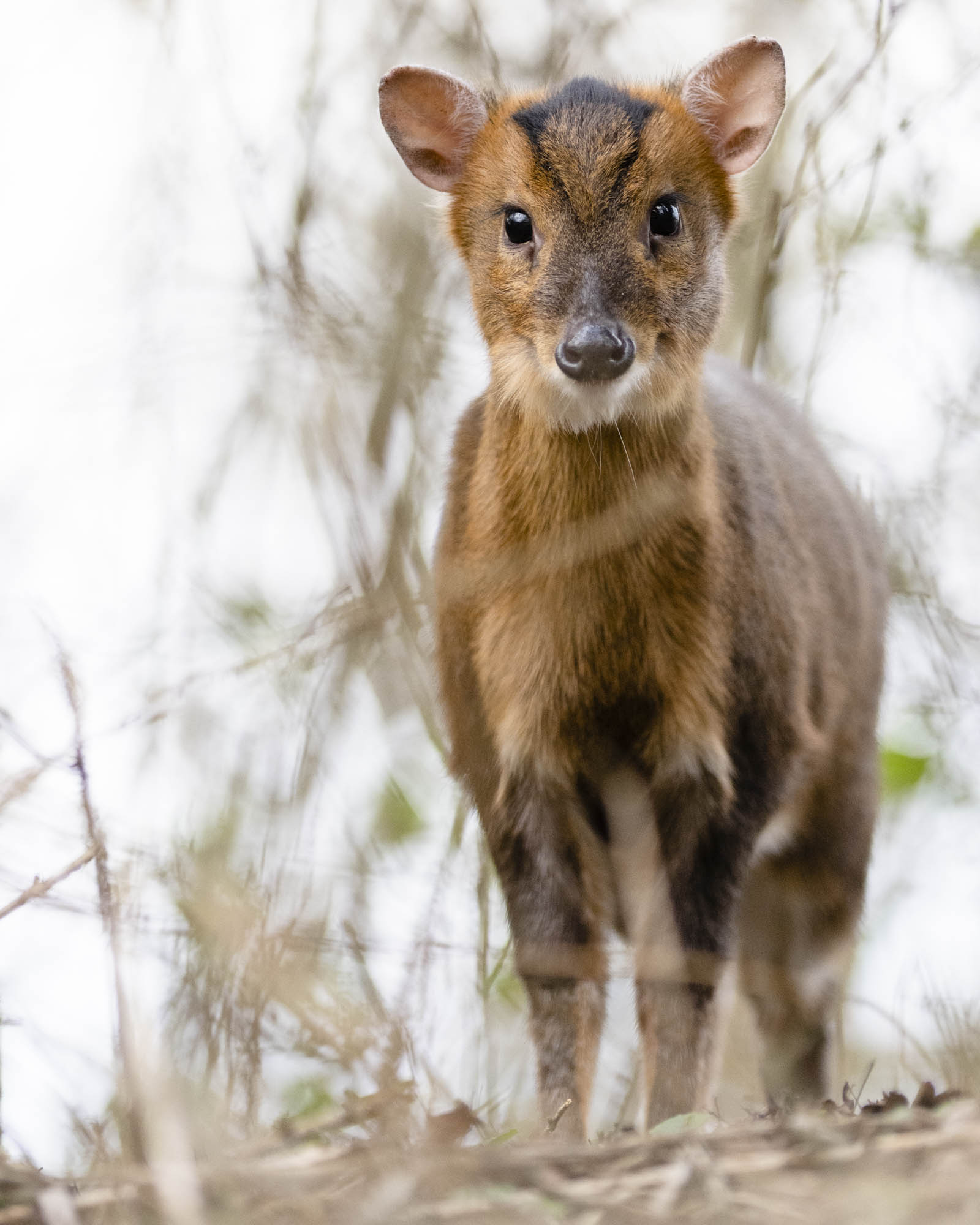 small deer-like animal staring at the camera lens