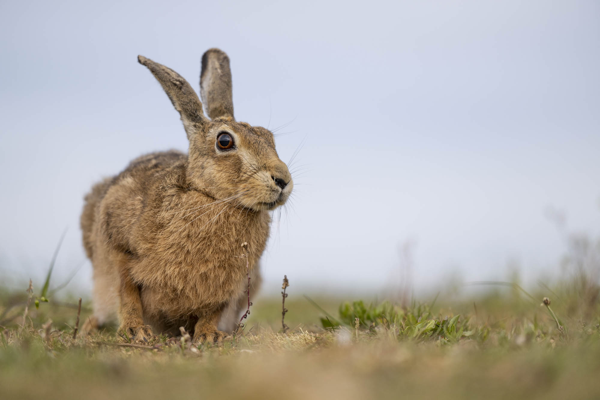 A hare sitting proudly on a hill top