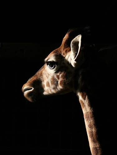Spiller Visions of Light Chester Zoo