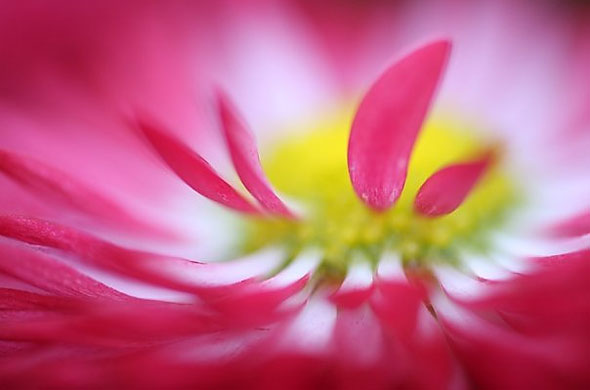 Tamron 60mm f2 Macro Lens | Wex Photo Video