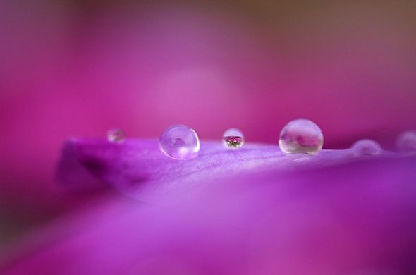 Tamron 60mm f2 Macro Lens | Wex Photo Video