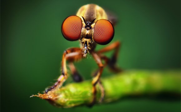 Robber fly macro by Opo Terser ©