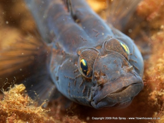 Black Goby - portraits must have the eyes in focus, if the animal has eyes