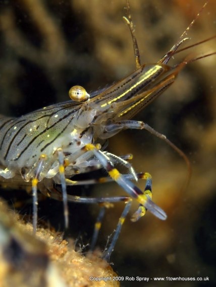 SLR macro lenses can open up a miniature world - Common Prawn