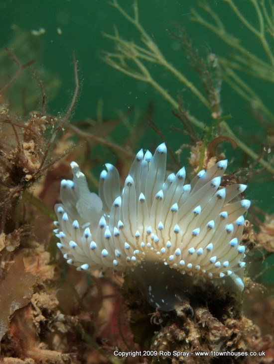 The control of a dedicated strobe helps expose this Janolas nudibranch