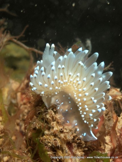 The Crystal Sea Slug is well named, this one was riding some waving weed