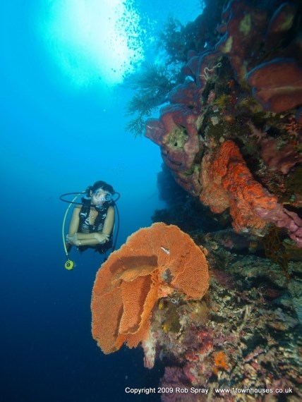 Wide angle shots capture the mood of a dive