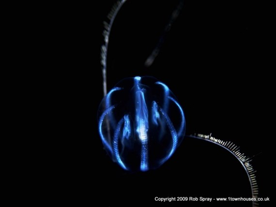 SLR macro can catch very tough subjects, like this Sea Gooseberry, Holland