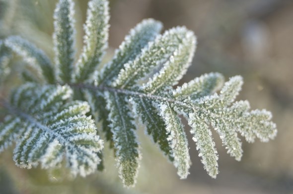 icy-leaf