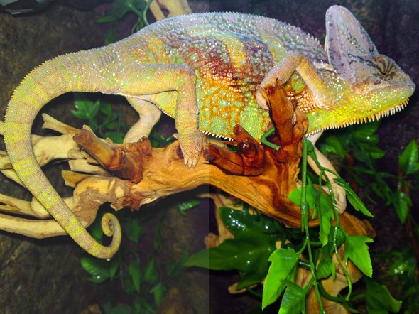 Chameleon image before and after monitor calibration