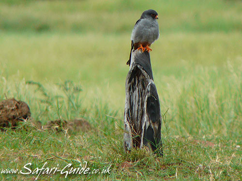 western-redfooted-falcon-kariba-zimbabwe.jpg