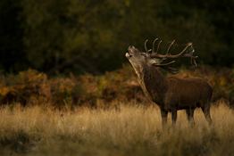 Every October, wildlife photographers across the country start to get excited as they know this is the time of year is when one of the greatest spectacles in British wildlife takes place: the deer rut
