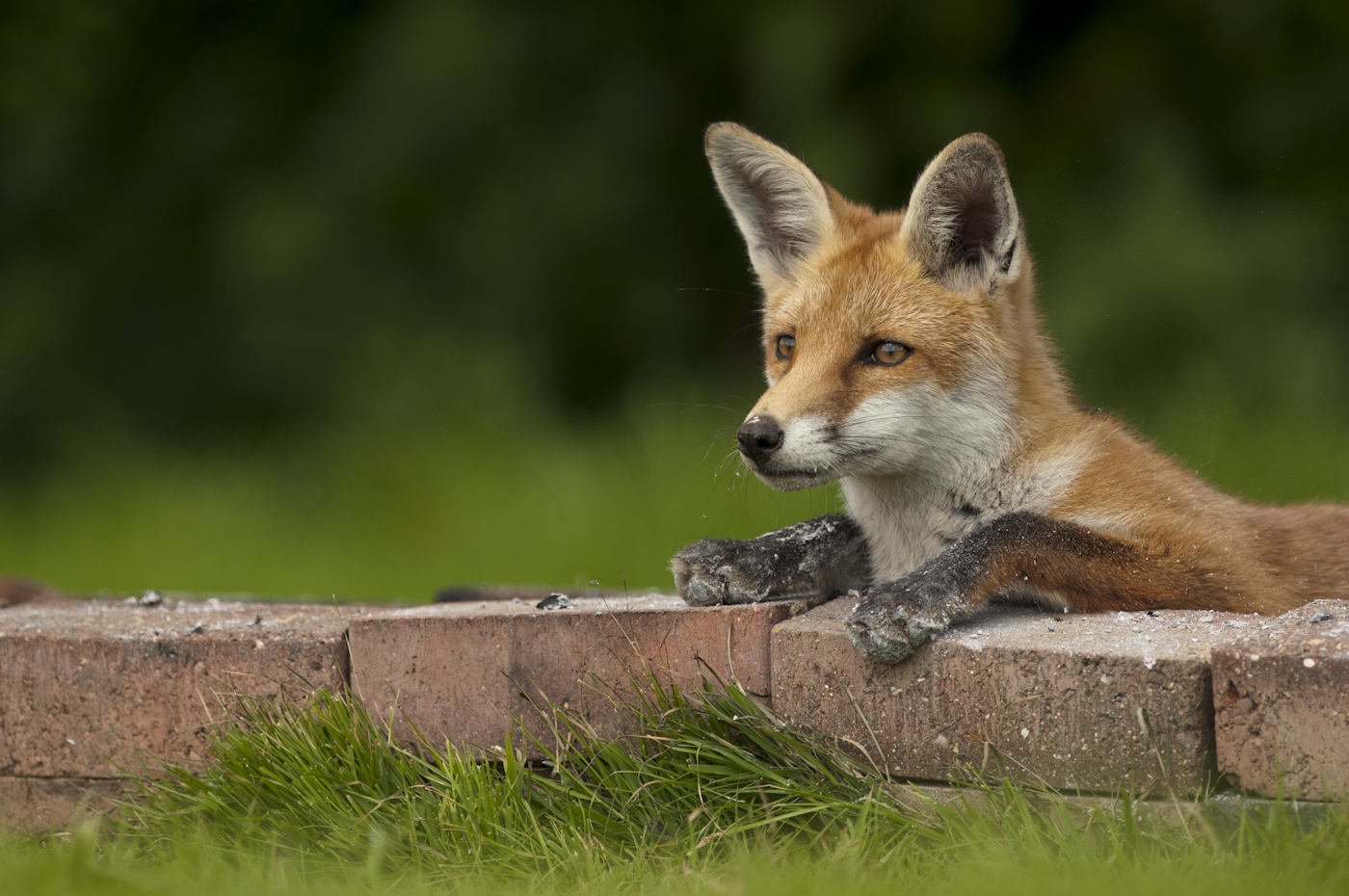Fox cub explores fire pit