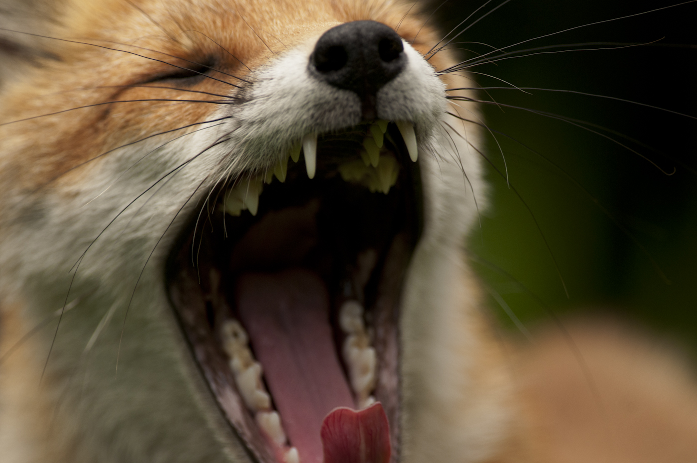 fox cub letting out a yawn