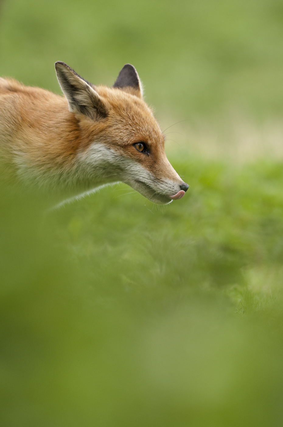 Fox Vixen on the prowl for food