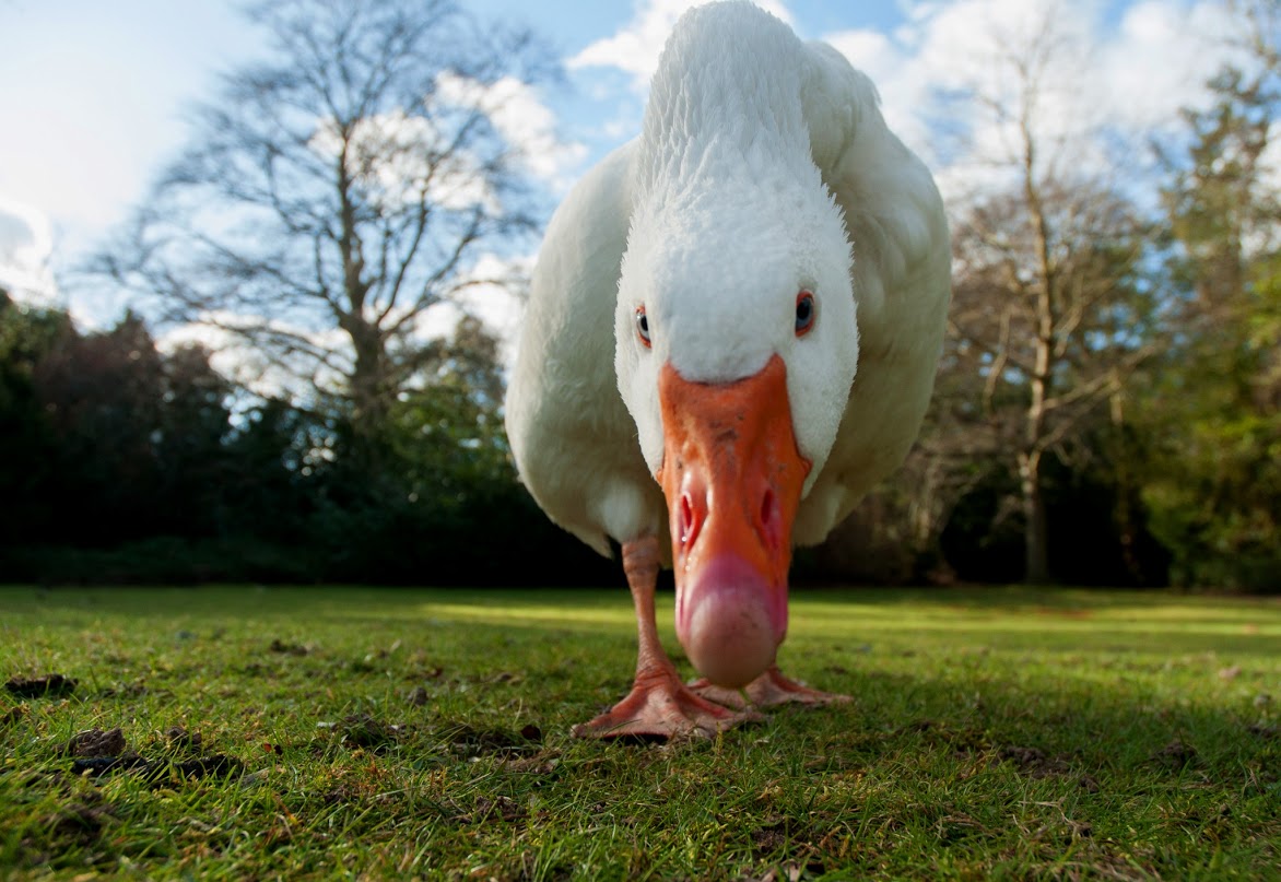 Goose - Dave Flynn