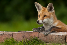 It is a common misconception that to take great wildlife photographs you have to travel to far flung regions of the world looking for rare and illusive species.