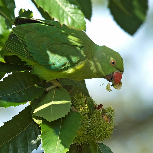 Ring necked parakeet feeding on sweet chestnut