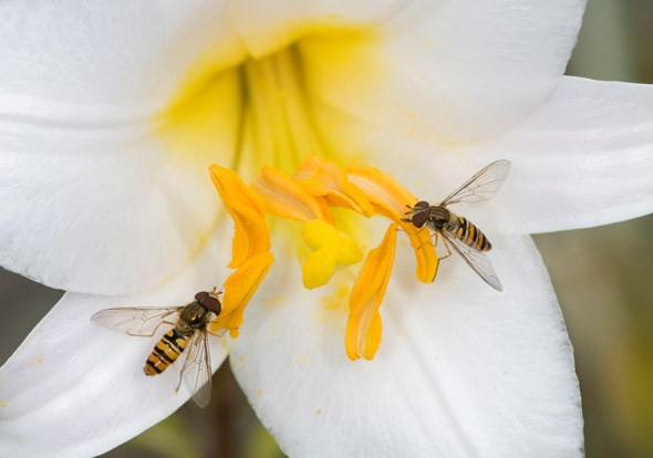 Hoverflies feeding on pollen of dwarf Formosa lily