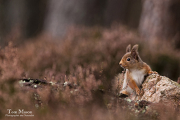 Tom Mason explores capturing wildlife within its natural habitat, showing how this can be used to create a striking image.