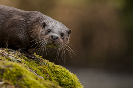 As a wildlife photographer, being up above my subject is generally pretty darn useless. I want to be at eye level and that often means getting down low.