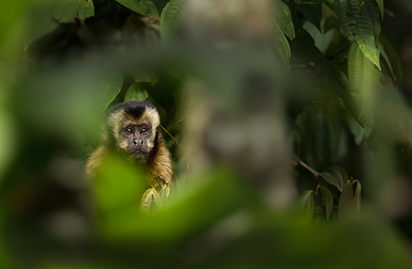 Brown-Capuchin-Monkey-joins-us-for-breakfast.jpg