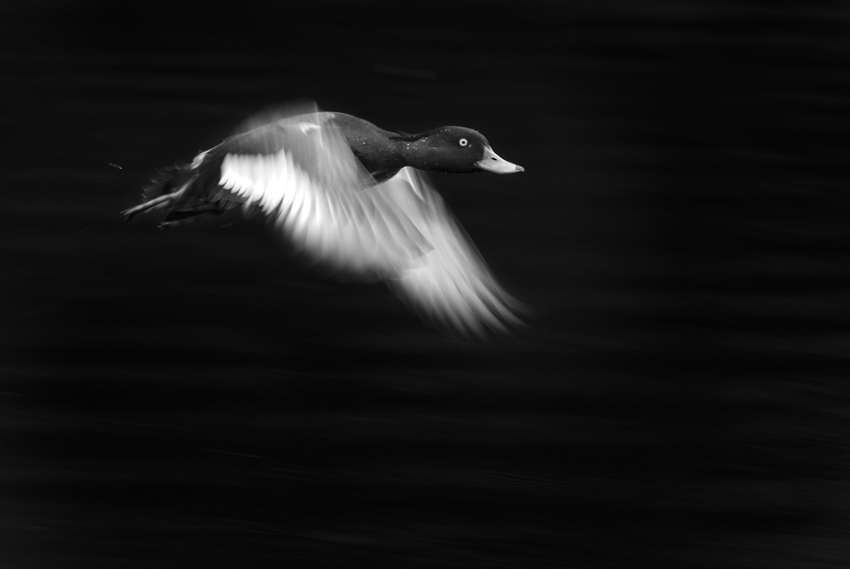 Getting-wing-blur-often-takes-a-certain-amount-of-trial-and-error-this-tufted-duck-was-a-perfect-subject.jpg