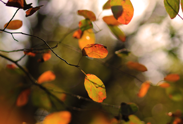 © Wex Photo Video Autumn.jpg