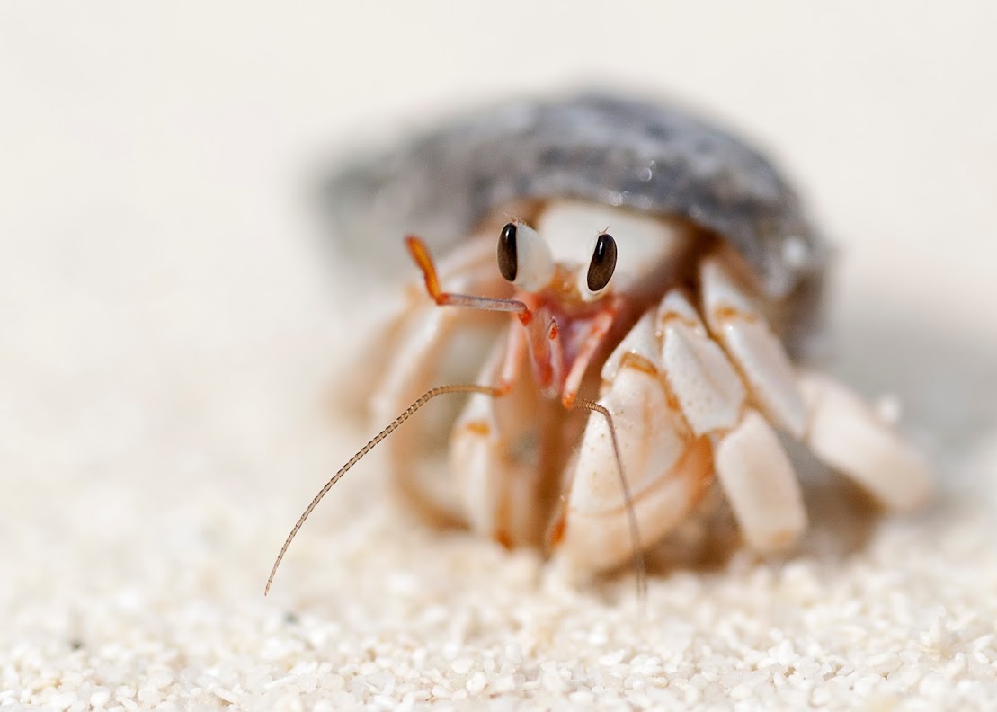 © Wex Photo Video 1.-FIRST-2011-10-29-Hermit-Crab-Coenobita-variabilis-Kuramathi-12-MOD1-Sven-Roden.jpg