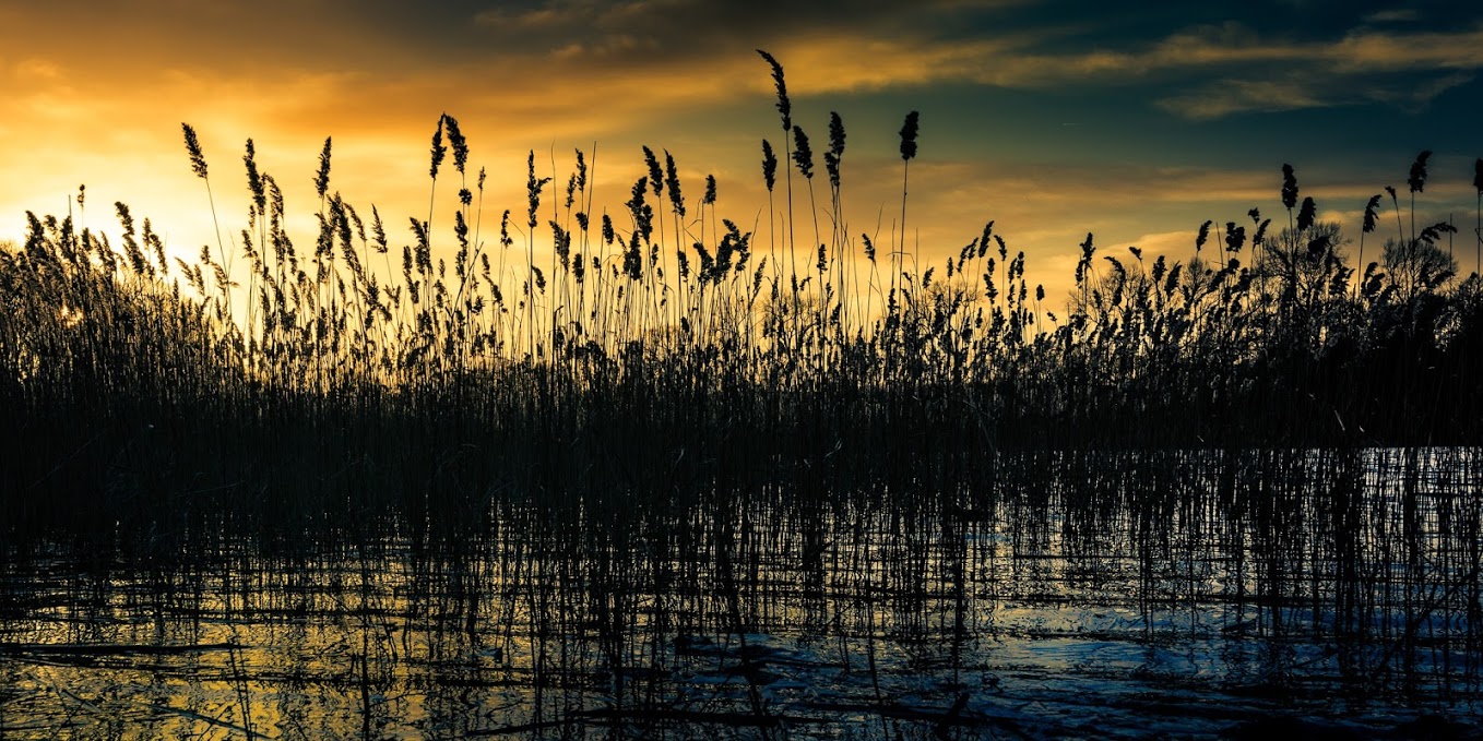 © Wex Photo Video 3.-THIRD-Bulrushes-at-Sundown-1-of-1-Jonathan-Casey.jpg