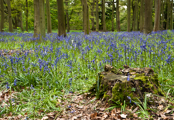© Wex Photo Video DSC4904.jpg