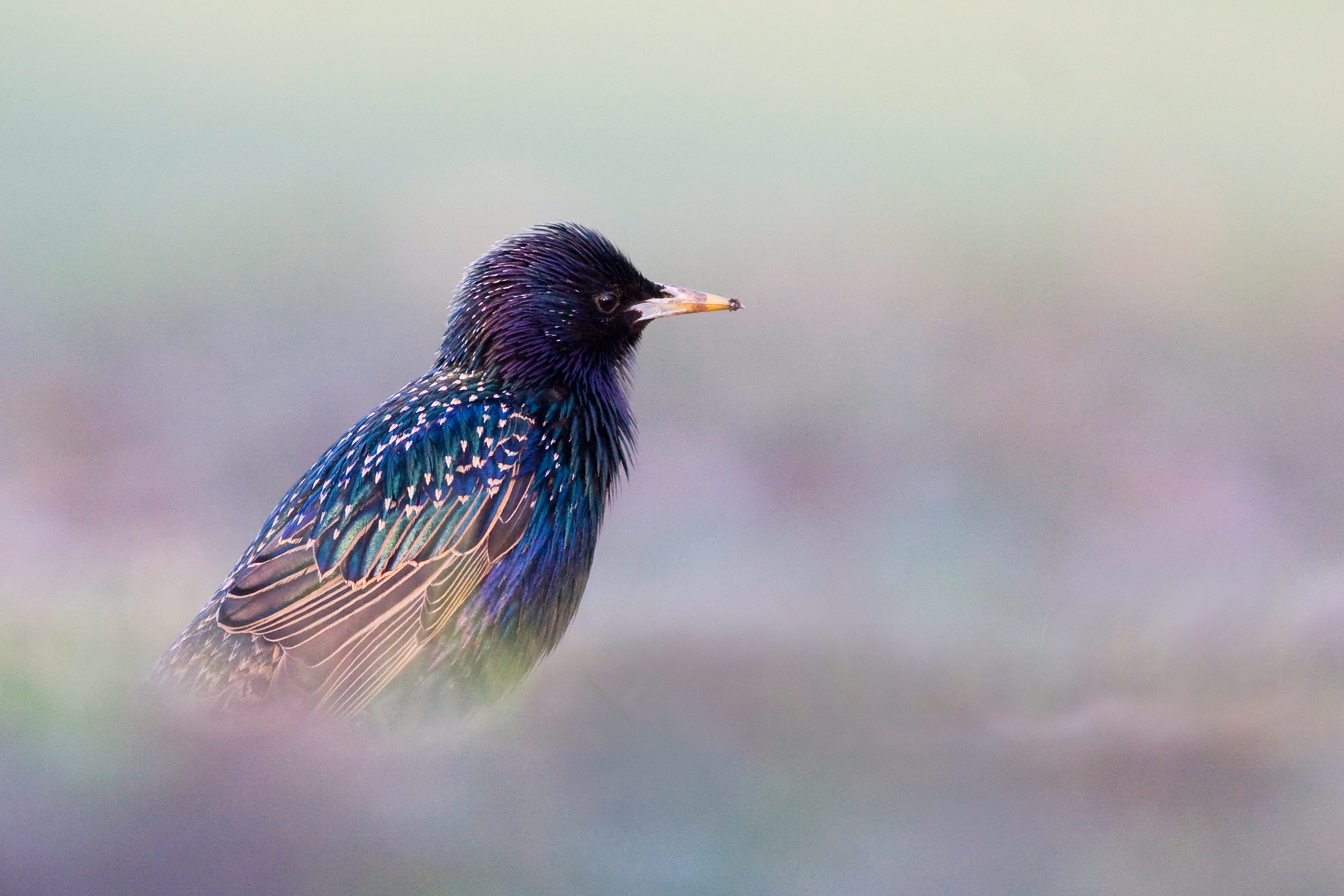 © Wex Photo Video RHS-Young-Photographer-of-the-Year-11-17-1st-In-Pastels-Mateusz-Piesiak-1.jpg