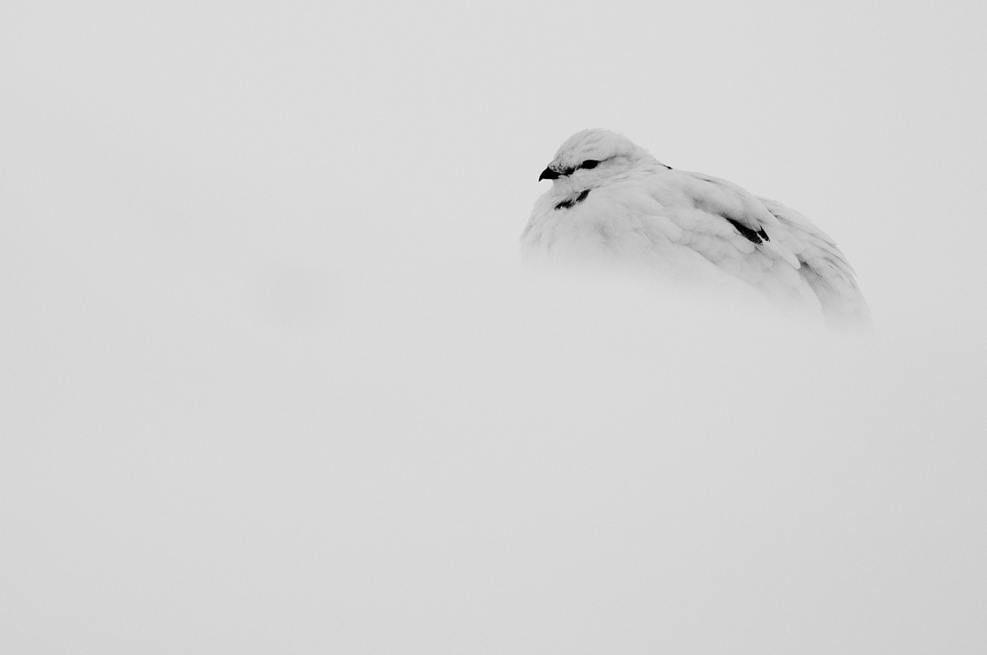 Tom_Mason_November-28-2012-ptarmigan-DSC_5453.jpg