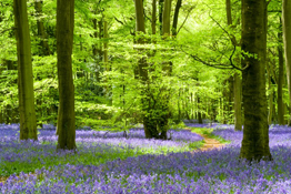 How to photograph bluebells