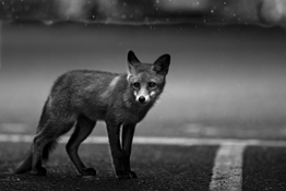 How to shoot black and white wildlife photography.