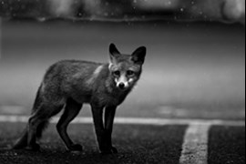 How to shoot black and white wildlife photography.