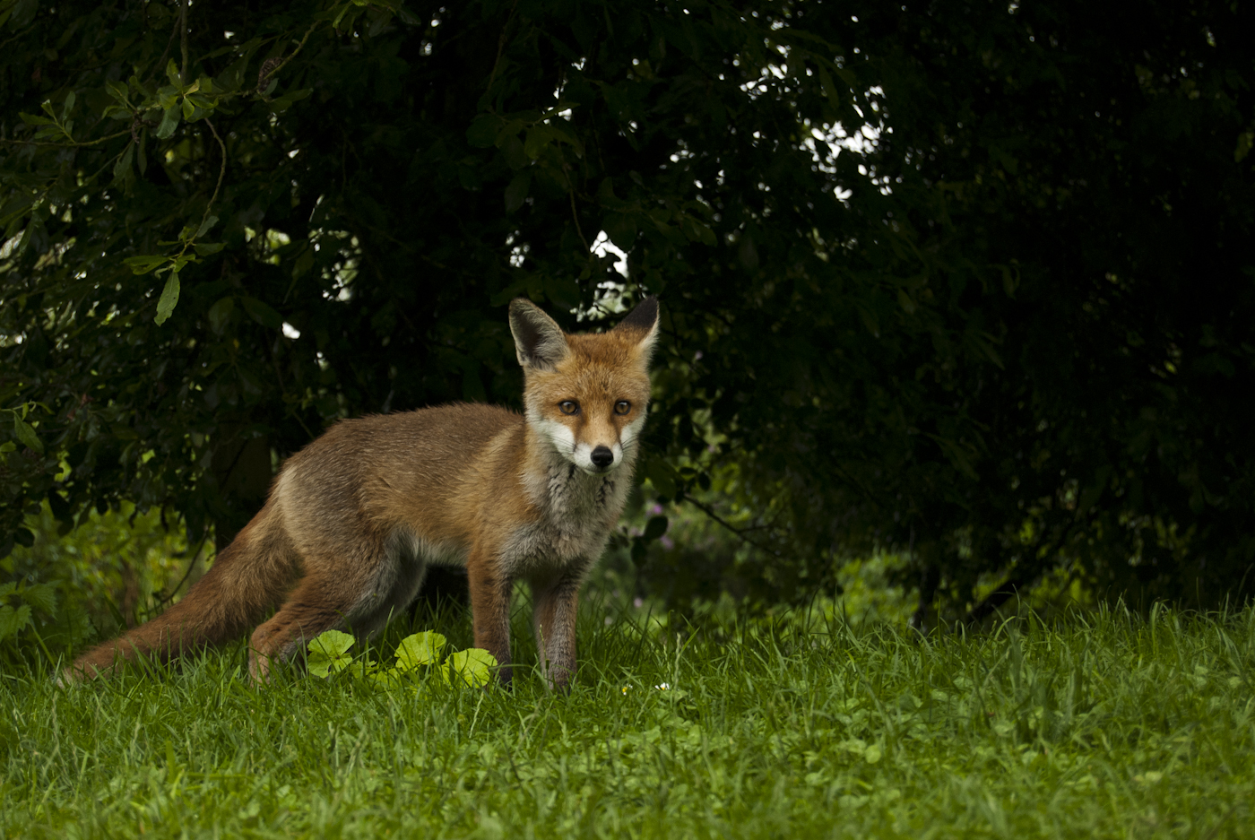 for-long-enough-they-will-often-become-happy-to-have-you-close-by-when-working-with-foxes-one-of-the-cubs-was-more-than-happy-to-play-a-few-feet-infront-of-me.jpg