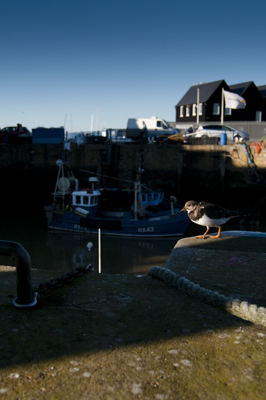 ironments-offer-great-chance-to-get-up-close-with-wildlife-these-Turnstones-were-happy-to-allow-me-very-close-with-a-wide-angle-in-order-to-create-some-images.jpg